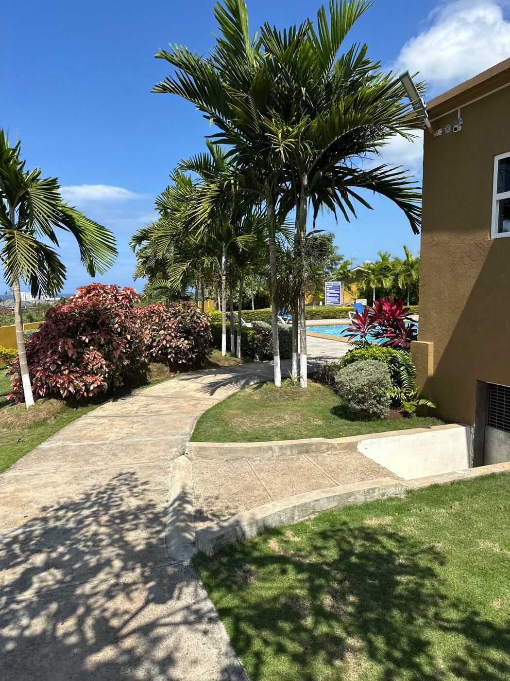 Palm trees and a path leading to the pool under a clear blue sky